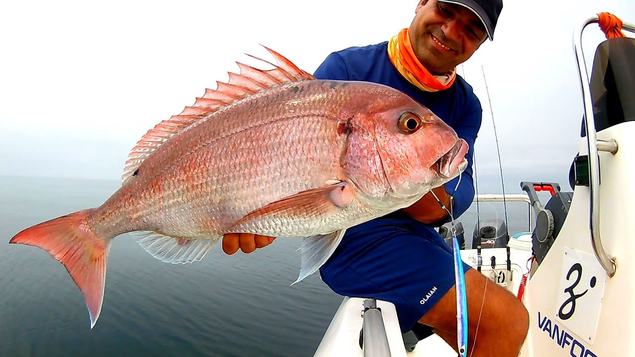 その他 Fishcat Tisha Pink Sunset Sunset Anthias - Maldives