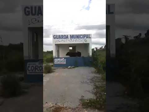 Base da Guarda Municipal de Coroatá vira curral para bois e vacas