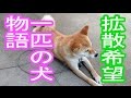 一匹の犬の物語…人間はなぜ犬を捨ててしまうのですか？【悲しい話】