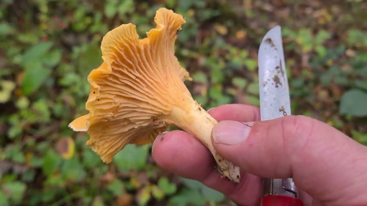 Trompettes et girolles ! 21/10/22