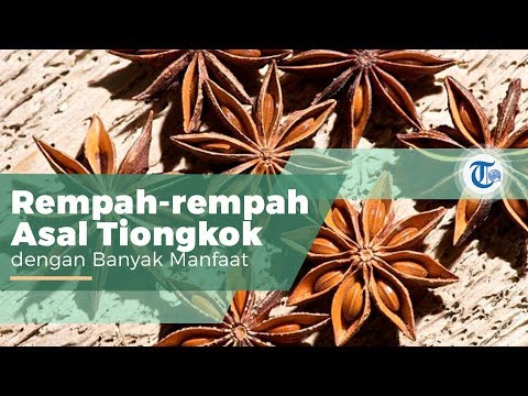 Bunga Lawang Atau Kembang Lawang Rempah Yang Digunakan Untuk Bumbu Masakan Di Negara Negara Asia Youtube