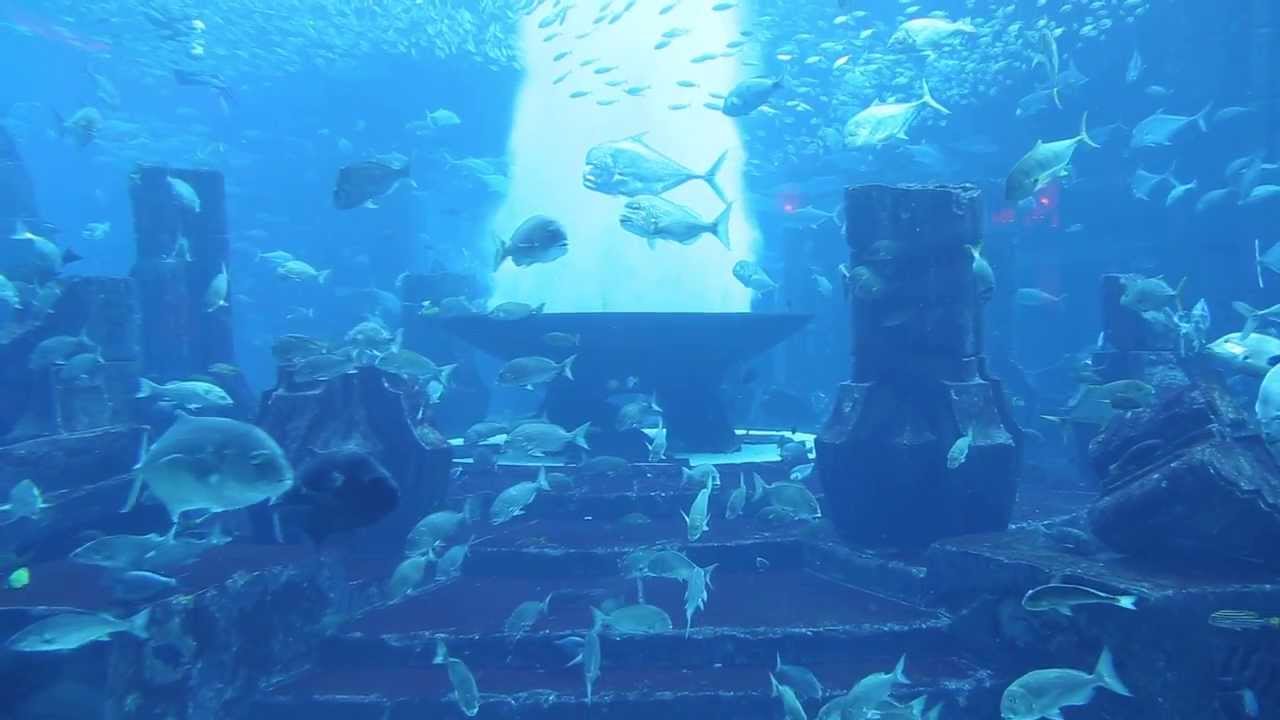 The Lost Chambers Aquarium in Atlantis, The Palm, Dubai