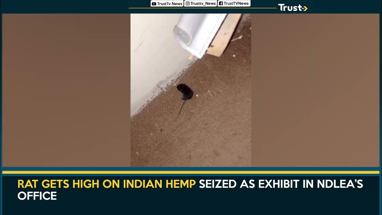 Rat Gets High On Indian Hemp Seized As Exhibit In NDLEA’s Office TRUST TV YouTube