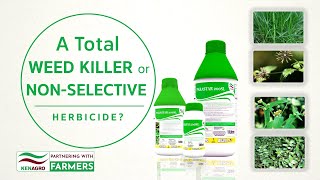 Parastar Maize Herbicide (Controls all types of weeds in maize above knee height)