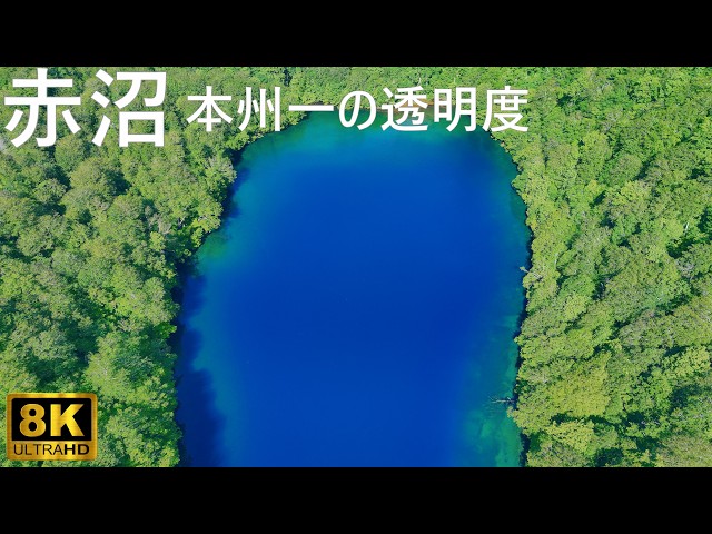 赤沼】全国1位の透明度？ 青池より青い赤沼の絶景【青森県十和田市】8K
