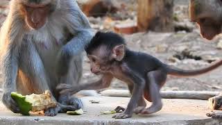 Baby monkey makes cute gestures to eat with mother / Cute Macaque