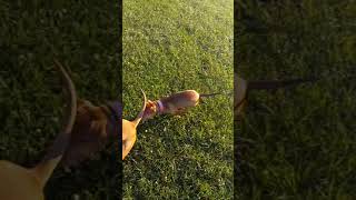 Redboy Jocko Bolio Boyels