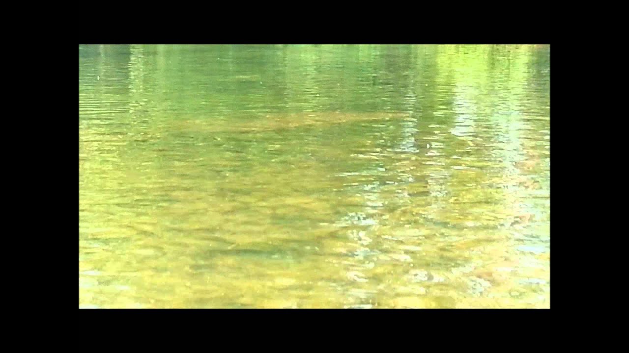 The Sulphur Hatch ...e. invaria - Jeff Wilkins Fly Fishing