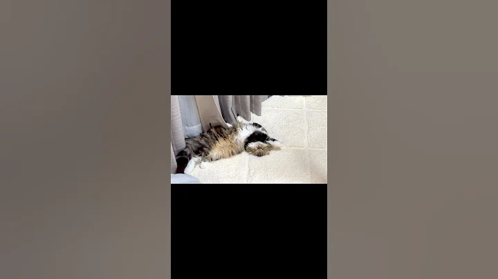 Watch the video about [Short] 😻Scottish Fold kitten sleeping with a funny position after concentrating. Elle video No.S243