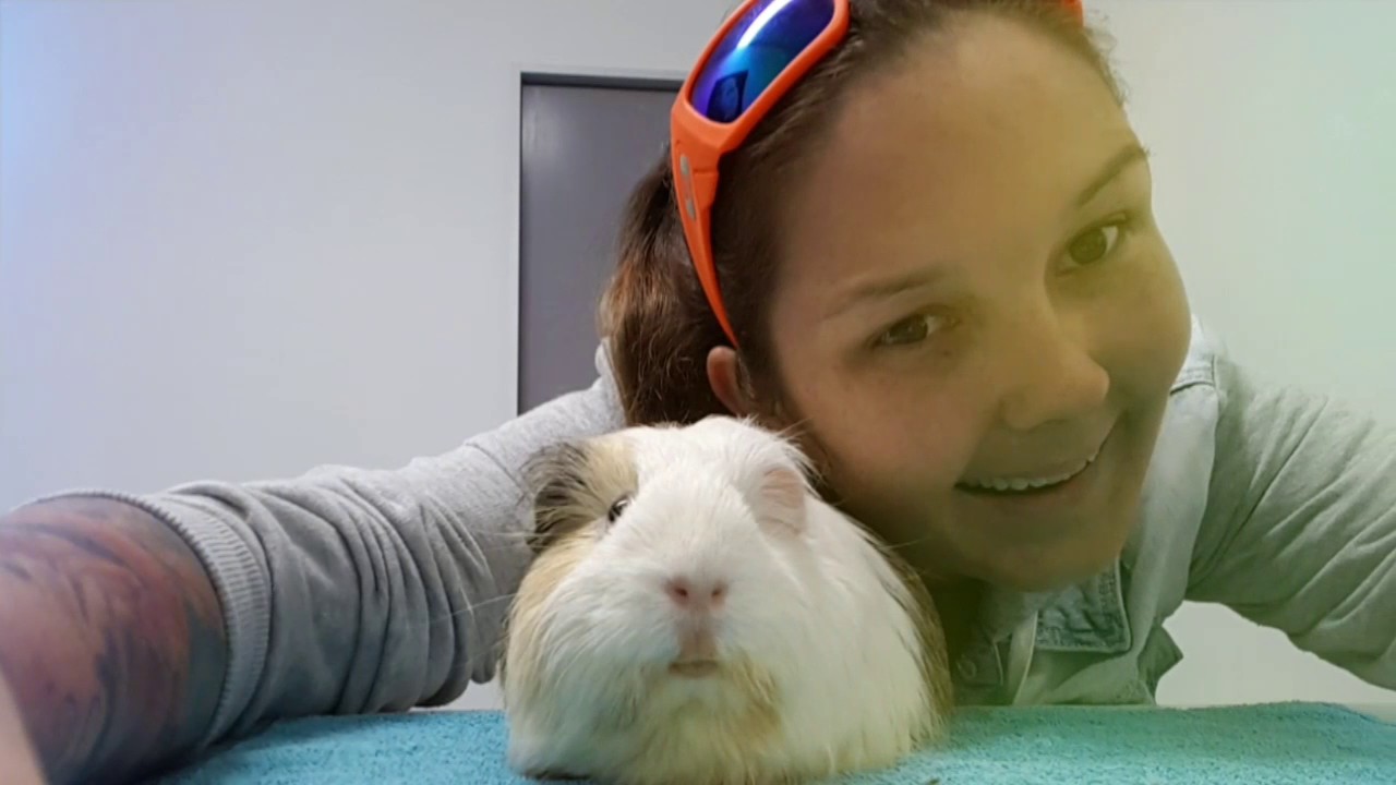 Bubbles is off to have dental surgery Rescue guinea pig YouTube