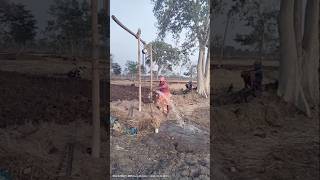 borewell point mein submersible motor ka installation karna #balod #borewell #pump #waterpumping