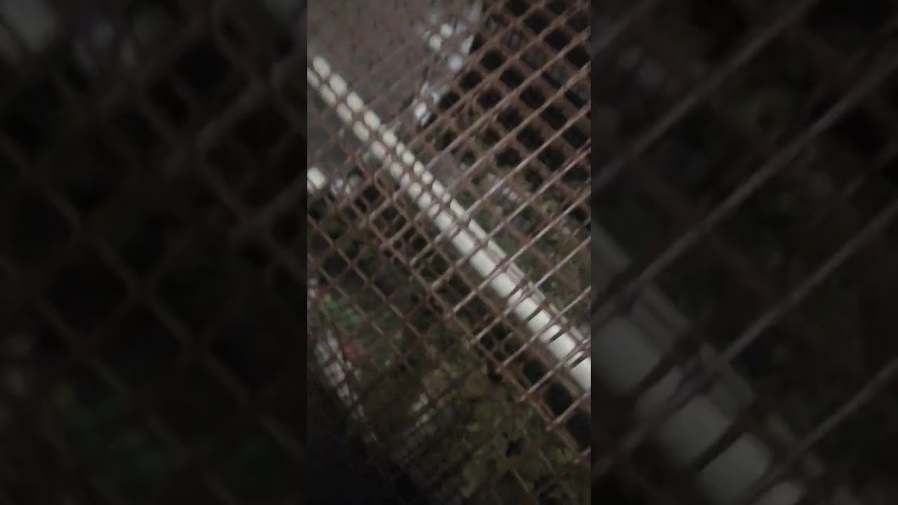 DIY dry trimming... (2)