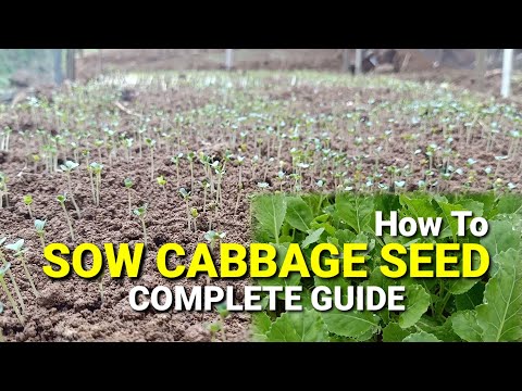 Video: Hibrīdu kāpostu šķirņu audzēšana: kā stādīt kāpostu sēklas
