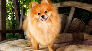 Pomeranian Training Advanced Tricks and Challenges