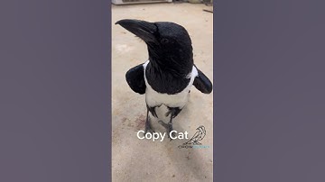 The Amazing Talking Crow Who Mimics Human Speech