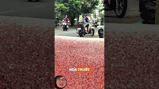 Tết bình dị bên chậu mai vàng trước ngõ tet2026 #hoamai #xuanquehuong #binhyen #hoangvlog