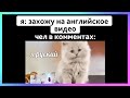 стал котом тикток