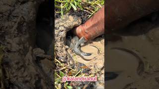Amazing Natural Hand Fishing