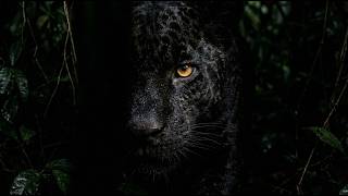 The Black Jaguar Looks Like a Glitch in the Forest