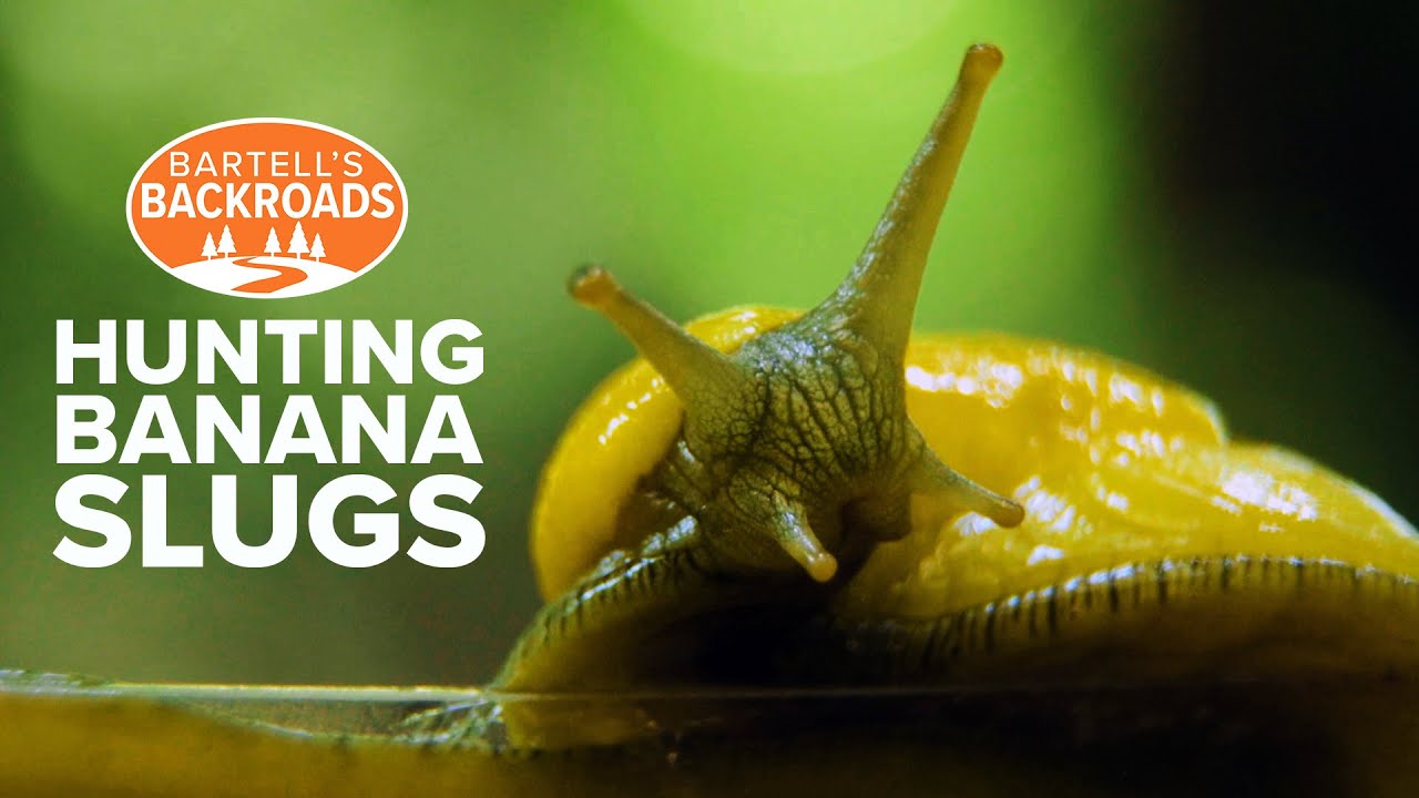 It's slime time! Hunting banana slugs in Santa Cruz, California | Bartell's Backroads