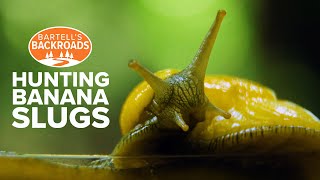Its Slime Time Hunting Banana Slugs In Santa Cruz, California Bartells Backroads