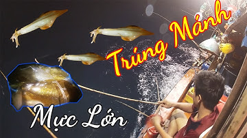 Sóng Mà Bắt Được Nhiều Mực Lớn |Câu Mực Biển Tây #110