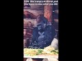 Do you risk asking 'what's wrong' or do you just keep eating?🦍😂#shorts #animals #relatable #funny