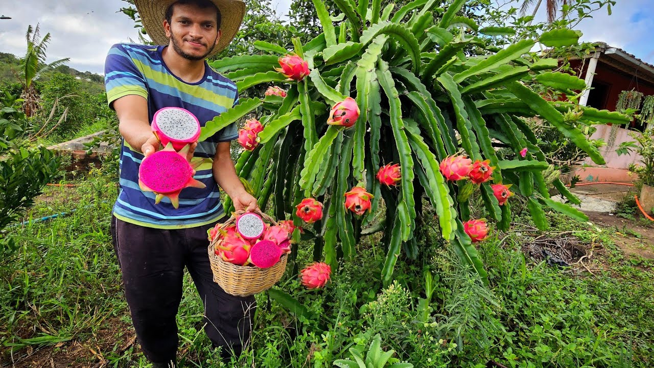 A maior COLHEITA de pitayas aqui no nosso sítio  + dicas e técnicas para aumentar sua produtividade 