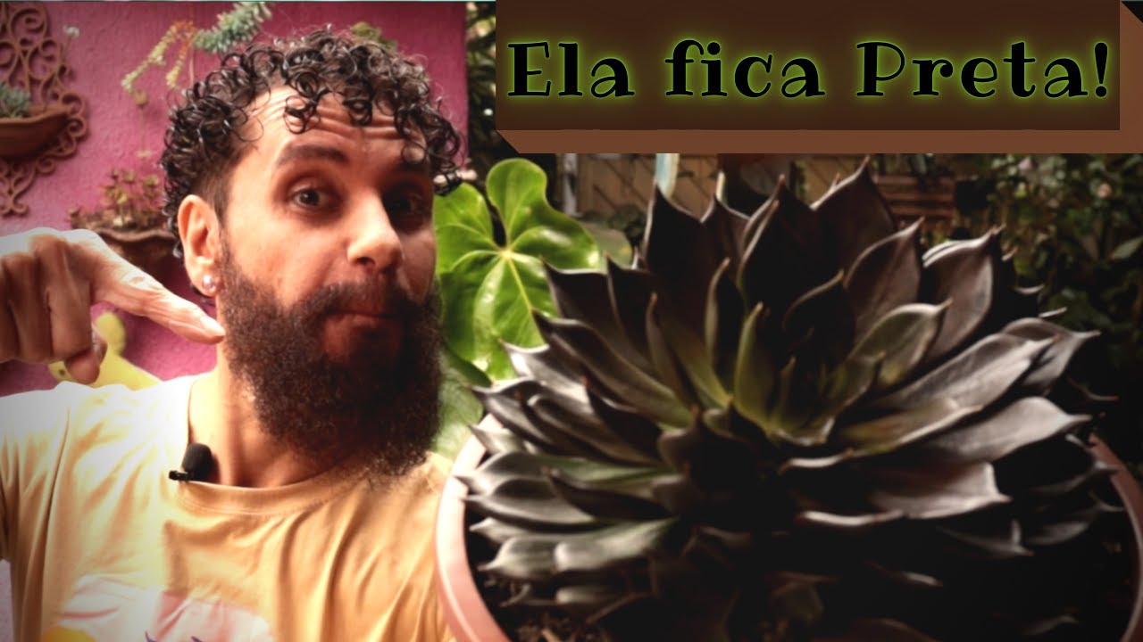 NÃO VAI MAIS PERDER sua ECHEVERIA BLACK PRINCE | Tenho informações preciosas sobre a PRÍNCIPE NEGRO.