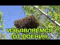 Роевая пора,как избежать???самый лучший способ!!! а одна роевая Семья удивила😊