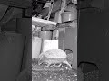 Hedgehog family