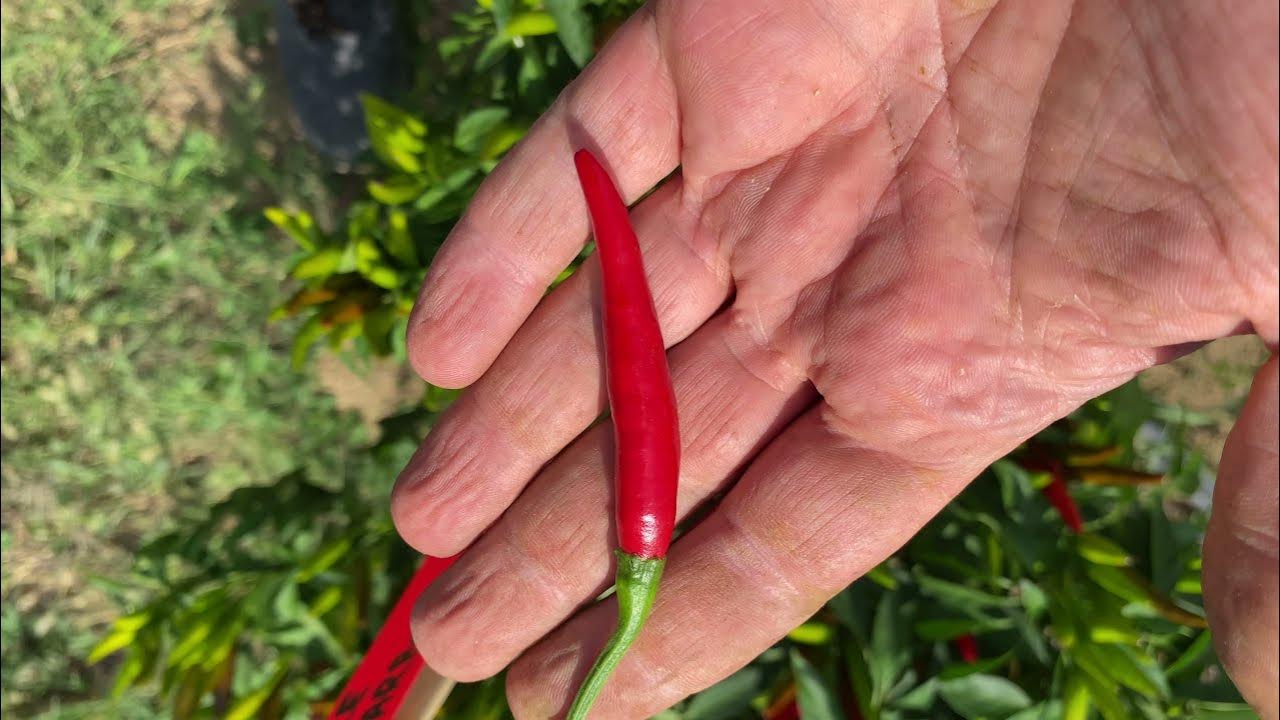 SemiStrani.it Chile de Arbol un Peperoncino Messicano / Capsicum