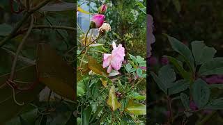 Roses bucoliques 10/05/2026 #contryside #roses #nature #fleurs #garden #flowers