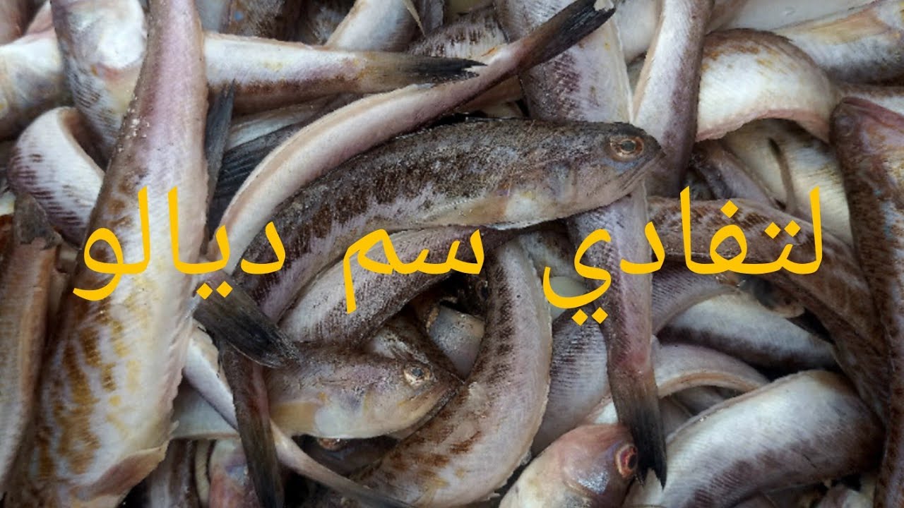تفاديا لي سم ديالو كيفاش نقيو سمك عقرب