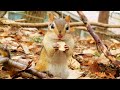 늦게까지 겨울잠 자서 걱정했더니 더 예뻐져서 나타난 다람쥐 버찌 Worried Chipmunk Bujji Waking Late From Winter Beauty Sleep