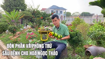 Bón phân và phòng trừ ѕâu cho hoa Ngọc Thảo