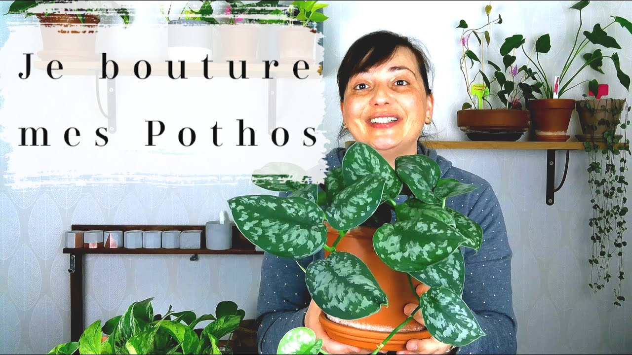 Bouturer le Pothos : multiplication de plantes d'intérieur (Scindapsus, Epipremnum Aureum)