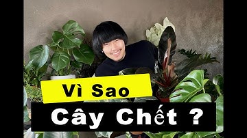 Cách trồng cây trong nhà không chết