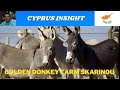 Golden Donkey Farm Skarinou Cyprus - A Fun Day Out.
