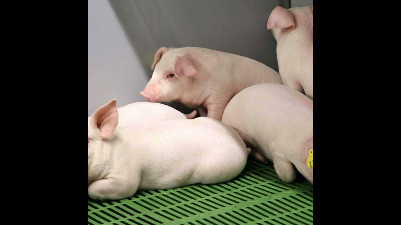 What you need to know about the new Pig Health Check database