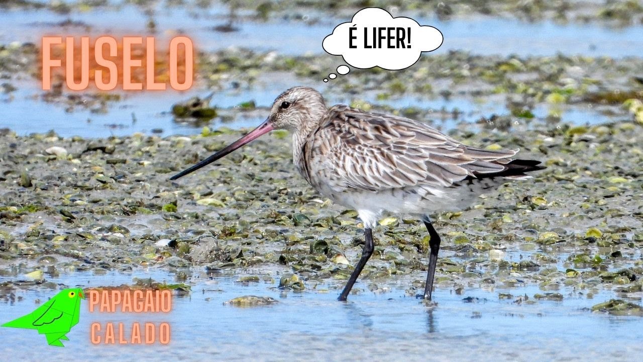 FUSELO NA BACIA POTIGUAR