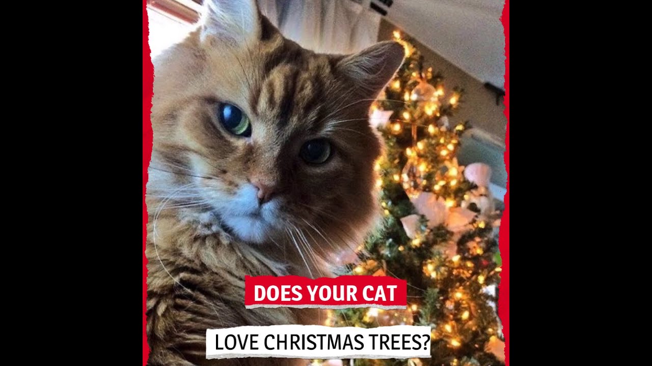 Santa Cat Bed(Does Your Cat Loves Christmas Trees?)