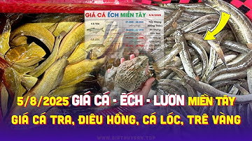 ✅ Giá Lươn Cá Ếch 5/8/2025 ↗️ Giá Cá Tra #ĐBSCL Cá Lóc, Điêu, Trê Vàng, Nàng 2, Rô, Cá Chình, Cá Kèo