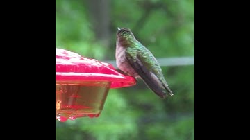 Female Ruby Throated Hummingbird Drinks from Feeder #hummingbird #tinybirds #cute #wildlife #nature