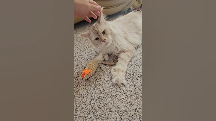 Video 10526161: toy mainecoon cat, cat toy mouse