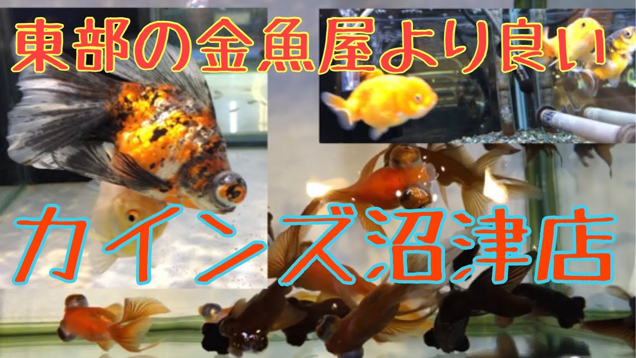 カインズ沼津店 金魚屋巡り Youtube