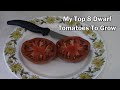 My 8 top dwarf tomato picks  taste tests included