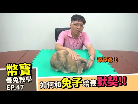 [如何教兔兔聽懂指令]想讓兔兔懂你? 想知道兔子有沒有聽懂你說了什麼? 8分鐘教你和兔子培養默契 ｜幣寶養兔教學系列 EP 47｜ChampKnows【冠軍知道】