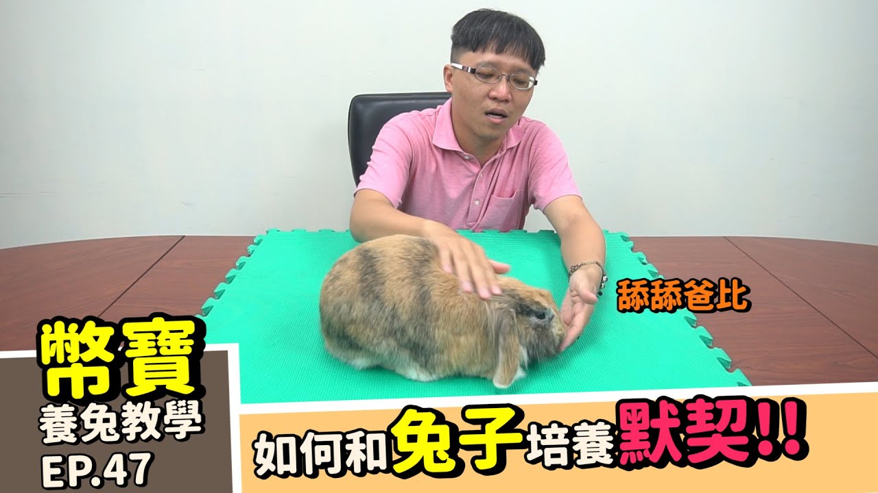 [如何教兔兔聽懂指令]想讓兔兔懂你? 想知道兔子有沒有聽懂你說了什麼? 8分鐘教你和兔子培養默契 ｜幣寶養兔教學系列 EP 47｜ChampKnows【冠軍知道】