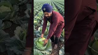 🥬 Massive Cabbage Farming! 1 Acre Field with Amazing Harvest 🌱 #CabbageFarming #Farming